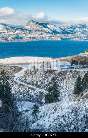 Vineyard, Naramata Bench, British Columbia, Canada. Stock Photo