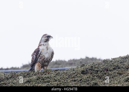 Variable Hawk on Carcass Island in the Falklands Stock Photo