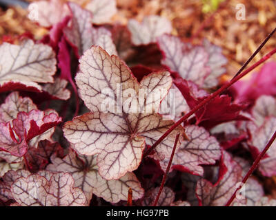 Heuchera 'Sugar Frosting' - coral bells, alumroot Stock Photo