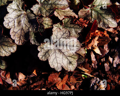 Heuchera 'Sugar Frosting' - coral bells, alumroot Stock Photo