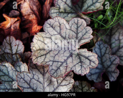 Heuchera 'Sugar Frosting' - coral bells, alumroot Stock Photo