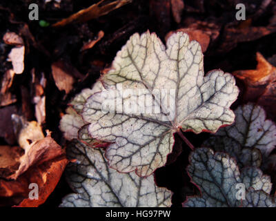 Heuchera 'Sugar Frosting' - coral bells, alumroot Stock Photo