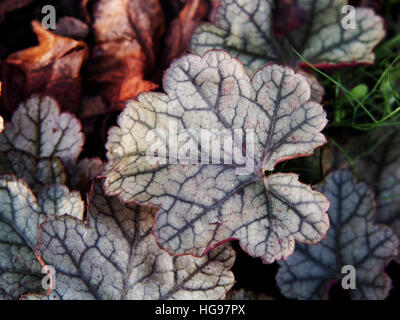 Heuchera 'Sugar Frosting' - coral bells, alumroot Stock Photo