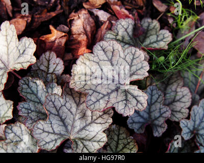 Heuchera 'Sugar Frosting' - coral bells, alumroot Stock Photo