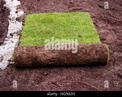 Carpet of turf - roll of sod - turf grass roll Stock Photo