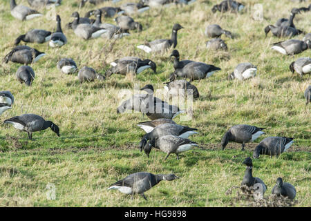 Brent goose (Branta bernicla) flock feeding in a field. Stock Photo