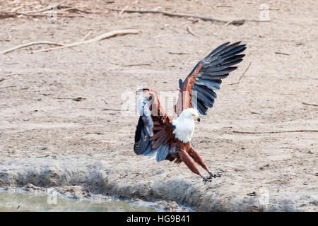 African Fish Eagle flying in flight action wings Stock Photo