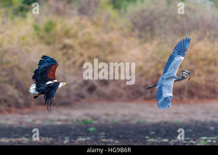 fish eagle chasing grey heron for fish flight fly Stock Photo