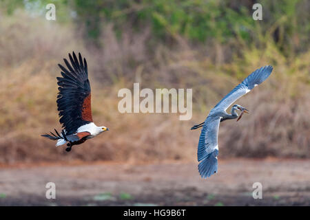 fish eagle chasing grey heron for fish flight fly Stock Photo