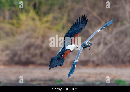 fish eagle chasing grey heron for fish flight fly Stock Photo