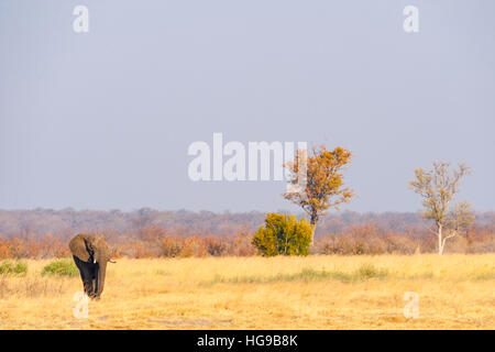 African Elephant walking Hwange Zimbabwe dry grass Stock Photo