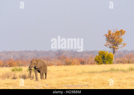 African Elephant walking Hwange Zimbabwe dry grass Stock Photo