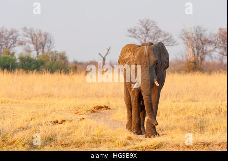 African Elephant walking Hwange Zimbabwe dry grass Stock Photo