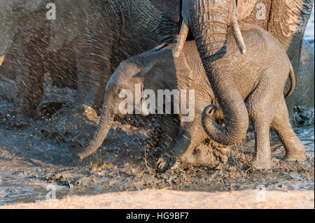 Mother and baby elephant in water drinking wallow