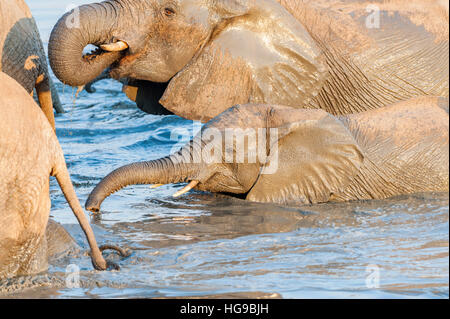 Mother and baby elephant in water drinking wallow Mother and baby elephant in water drinking wallow
