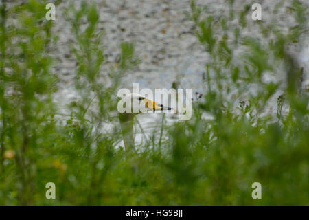 Whooper swans looks or not he faces danger Stock Photo