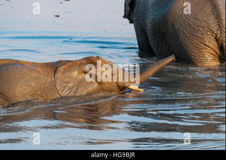 Mother and baby elephant in water drinking wallow Mother and baby elephant in water drinking wallow
