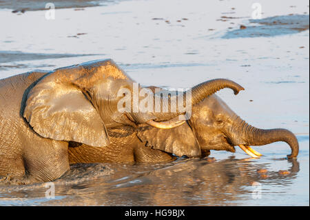 Mother and baby elephant in water drinking wallow