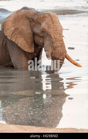 large elephant drinking in water pan hole swimming Stock Photo