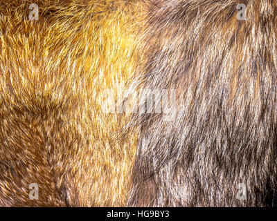 Highly detailed background texture of black fur made of synthetic animal  long hair. Stock Photo