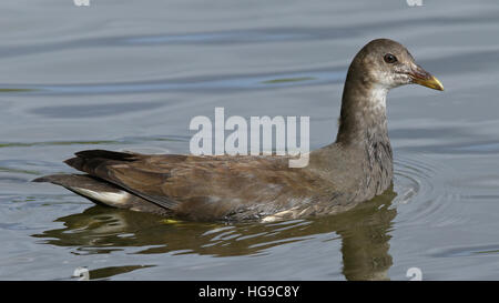 Young Common moorhen, gallinula chloropus, swimming side on Stock Photo