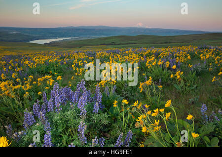 WASHINGTON - Balsamroot and lupine covered meadows of Dalles Mountain Ranch located in view of Mount Hood and the Columbia River Stock Photo