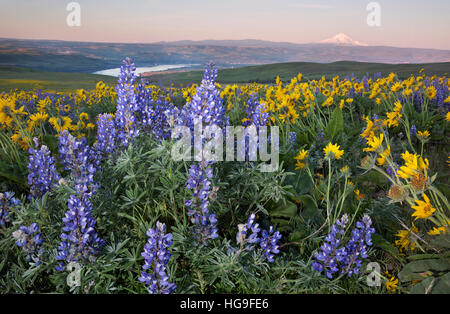 WASHINGTON - Balsamroot and lupine covered meadows of Dalles Mountain Ranch located above the Columbia River in view of Mt Hood. Stock Photo