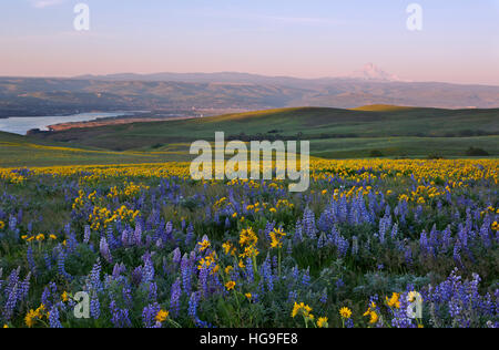 Balsamroot and lupine covered meadows of Dalles Mountain Ranch located in view of Mount Hood and Mount Jefferson. Stock Photo