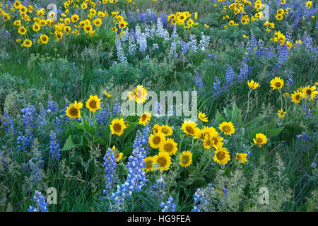 WASHINGTON - The balsamroot and lupine covered meadows of Dalles Mountain Ranch located in the Columbia Hills State Park. Stock Photo