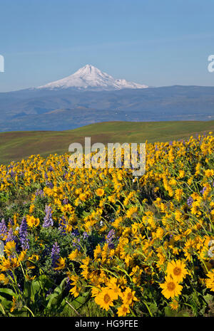 The balsamroot and lupine covered meadows of Dalles Mountain Ranch located in view of Mount Hood overlooking the Columbia River. Stock Photo