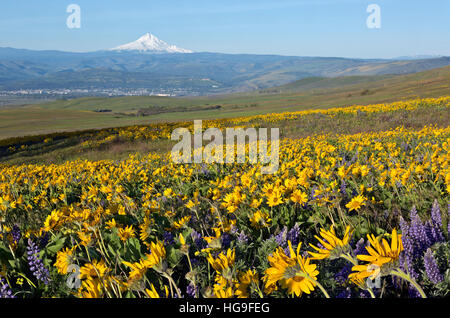 WASHINTON - The balsamroot and lupine covered meadows of Dalles Mountain Ranch located in view of Mount Hood. Stock Photo