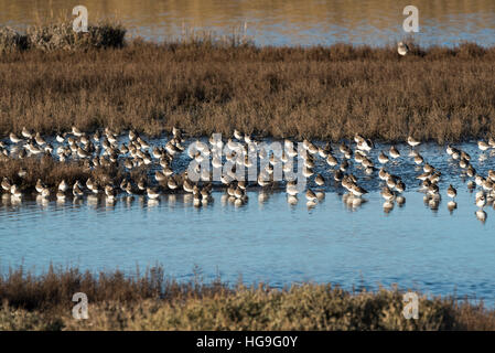 A mixed flock of mainly Knot , Dunlin with some Ringed Plovers and Grey Plovers Stock Photo