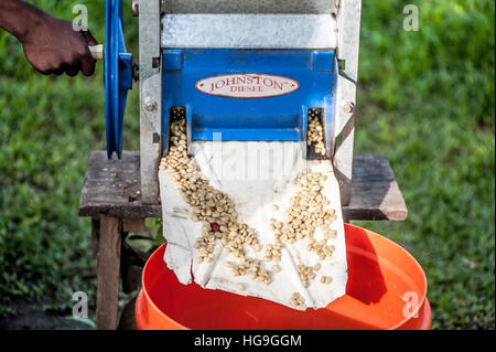 Coffee processing Eastern Uganda Stock Photo