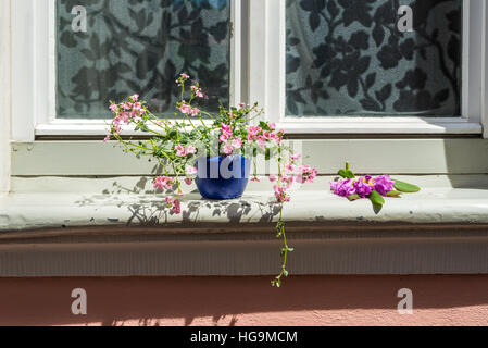 An old house window decorated with flower pots in Bamberg, Germany Stock Photo