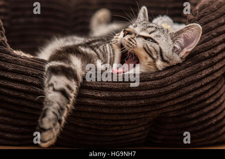 A six month old Bengal cross Tabby short hair domestic kitten cat yawns whilst lying in its bed Stock Photo