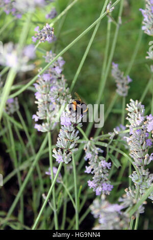 Bumblebee taking pollen from lavender plants Stock Photo