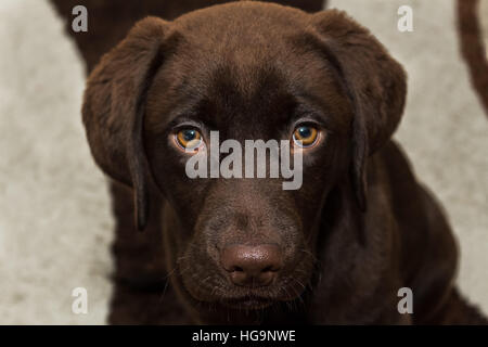 15 week old chocolate labrador with striking eyes sits on the living room floor and patiently awaits a treat for being good. Stock Photo