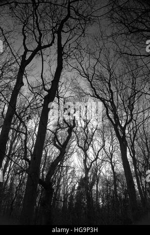 Trees in winter looking up through a forest to the sky in monochrome Stock Photo