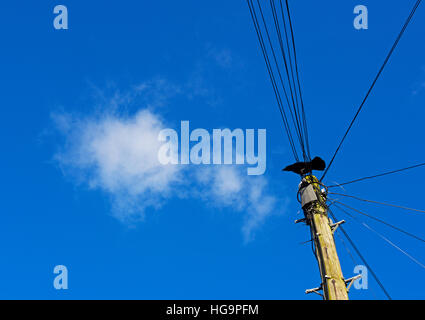 Jackdaw perched on top of telephone pole Stock Photo