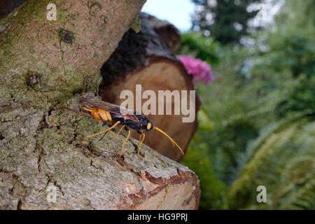 Greater horntail / Giant wood wasp (Urocerus gigas) ovipositing / laying eggs in Cedar log, Wiltshire garden, UK, May. Stock Photo