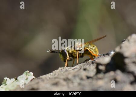 Plain golden hoverfly (Callicera aurata) female preparing to lay eggs on rotting branch over a ditch, Studland Heath, Dorset, UK Stock Photo
