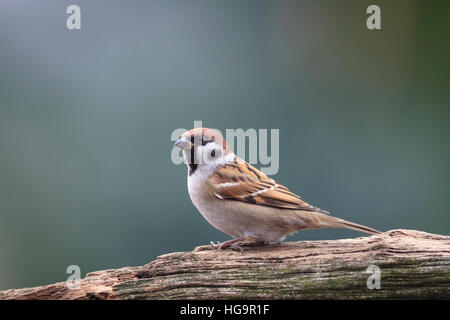 Eurasian Tree Sparrow (Passer montanus) perched on trunk in garden. Lower Silesia. Poland. Stock Photo