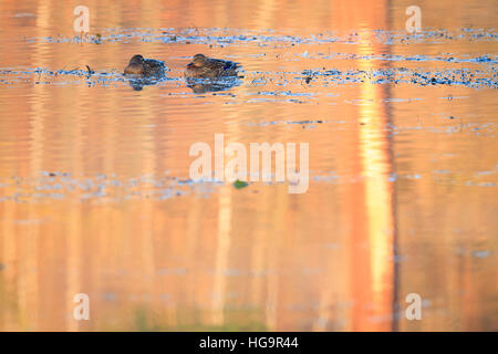 Mallard (Anas platyrhynchos) females resting on water. Lower Silesia. Poland. Stock Photo