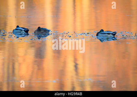 Mallard (Anas platyrhynchos) three resting on water. Lower Silesia. Poland. Stock Photo