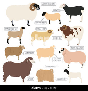 Sheep breed icon set. Farm animal. Flat design. Vector illustration Stock Photo