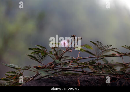 Touch me not plant Stock Photo