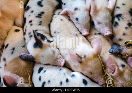 Gloucester Old Spot piglets snuggle up together in a barn. Stock Photo