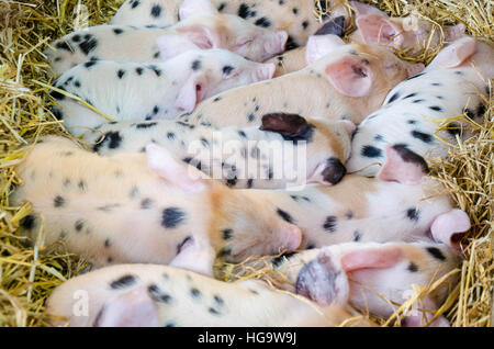 Gloucester Old Spot piglets snuggle up together in a barn. Stock Photo