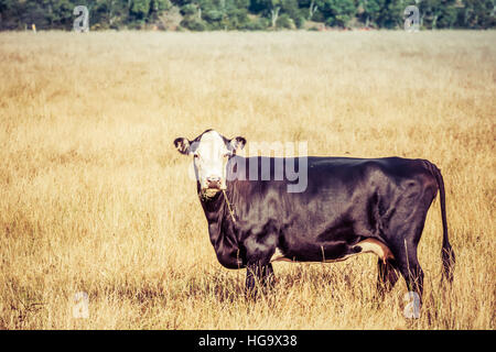 Black cow with white head and glossy skin looking straight into the camera in hot summer day Stock Photo