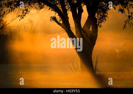A tree stands in an open field as the sun makes the morning fog glow a bright orange around the tree.